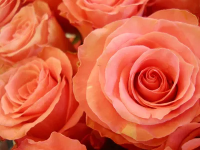 Купить Букет из 51 розовой розы AMSTERDAM с оформлением в Томске - доставка  цветов МАКИ