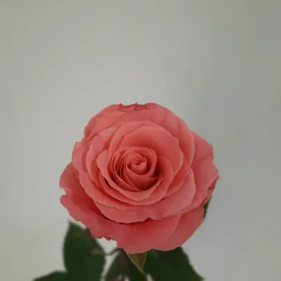 Купить розы Амстердам в Новосибирске, цена за штуку от 300 руб.