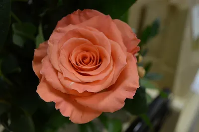 Купить розы Амстердам в Новосибирске, цена за штуку от 300 руб.