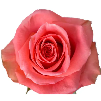 Buy Wholesale Amsterdam Hot Coral Pink Rose in Bulk - FiftyFlowers