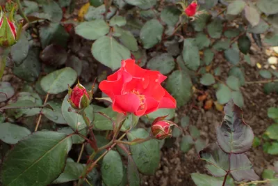 Цветы розы от 50 р. в СПб. Доставка роз СПб - Роза Амстердам отличается от  других, прежде всего своим необычным цветом, так как лепестки имеют окраску  от светло-розовой до ярко-лососевой. При солнечном