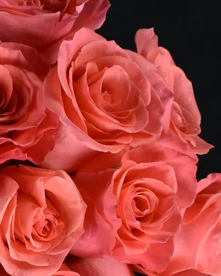 Купить букет «Роза амстердам» с доставкой в Чите - «Flowers World»