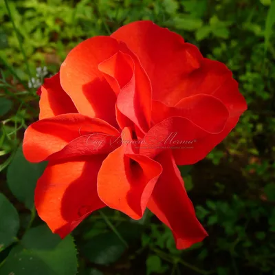 Букет в нежных тонах - классическая роза 25 шт. с доставкой в Красноярске  от DARIFLOWER Доставка цветов в Красноярске.