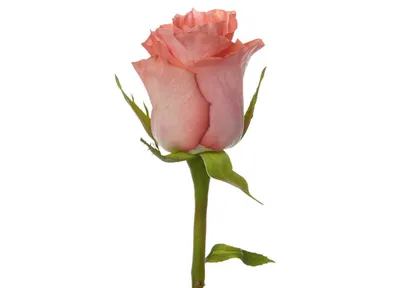 Букет 51 роза Амстердам купить по цене 16 090 руб | Круглосуточная доставка  в Москве — СоюзЦветТорг