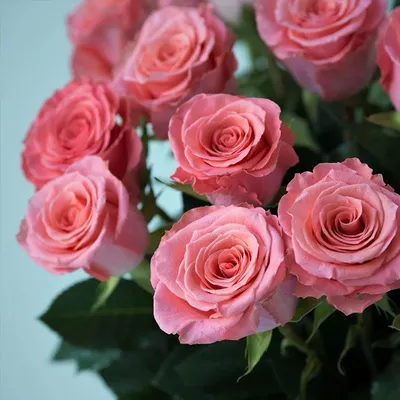 Пеларгония Rose of Amsterdam (укоренённый черенок) — купить в Красноярске.  Горшечные растения и комнатные цветы на интернет-аукционе Au.ru