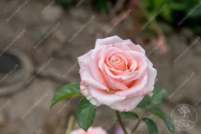 Купить Роза «Amsterdam» в Геленджике - магазин цветов «Skav-flowers»