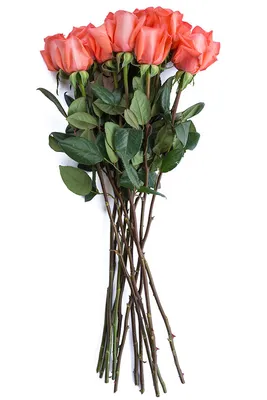 Купить Розовые кустовые розы в коробке Амстердам | UFL