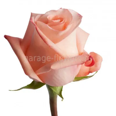 Роза чайно-гибридная Ангажемент, Rose Engagement (ID#1610933317), цена: 131  ₴, купить на Prom.ua