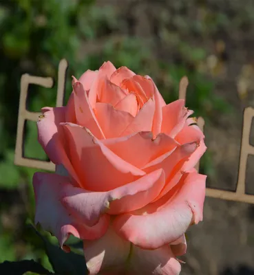 Роза Ангажемент Эквадор — Цветочная лавка Alex Flowers