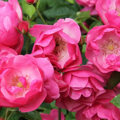 Rosa 'Angela'- buy roses online from RV Roger Ltd
