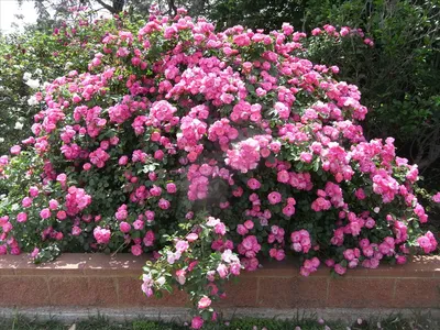 Роза флорибунда Angela купить, отзывы, фото, доставка - sp-garden.ru  cовместные покупки для сада
