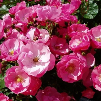 Олинкин сад - Роза Анжела (Angela)- одна из самых любимых роз в моем саду.  Повторноцветушая, морозоустойчивая розовая флорибунда. Присоединяюсь к  флешмобу #пугаемзимурозами #розывмоемсаду🌹❤️🌹 #розы #любимыерозы |  Facebook