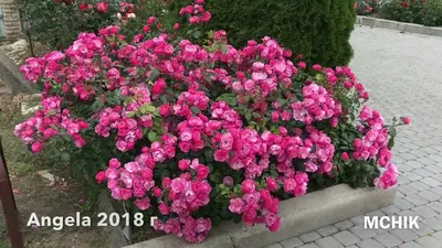 File:Rosa 'Angela' at Ishida Rose Garden in Odate, Akita, Japan.jpg -  Wikipedia