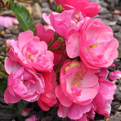 Российский Сервис Онлайн-Дневников | Розы, Красивые цветы, Маленький сад