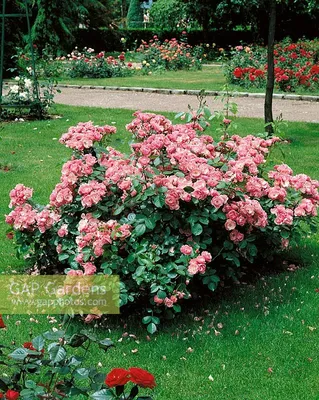 File:Rosa 'Angela' 01.JPG - Wikipedia