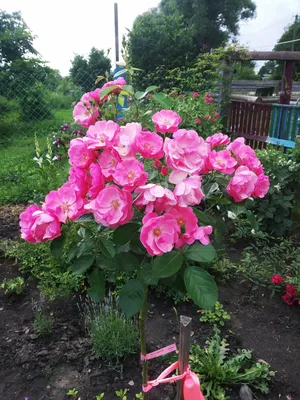 Роза Angela' - розы в контейнерах, питомник растений Санкт-Петербург