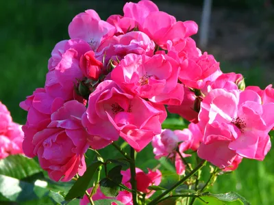 Shrub rose Angela, Rose spec., shrub rose Angela, Rose spec. , Shrub Rose ' Angela' / (Rosa spec.) | Strauchrose 'Angela' / (Rosa spec Stock Photo -  Alamy