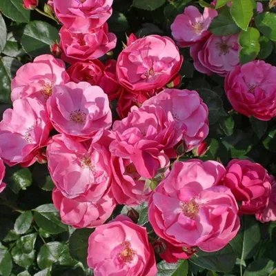 Beautiful climbing Rose Angela (Rosa Angela) is a hybrid floribunda rose  cultivars ,has a fragrant soft