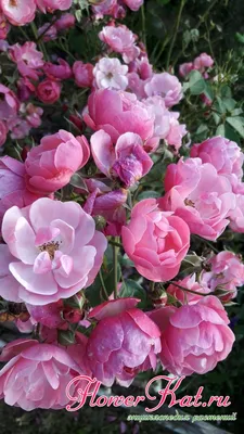 Image Shrub rose (Rosa Angela) - 490144 - Images of Plants and Gardens -  botanikfoto