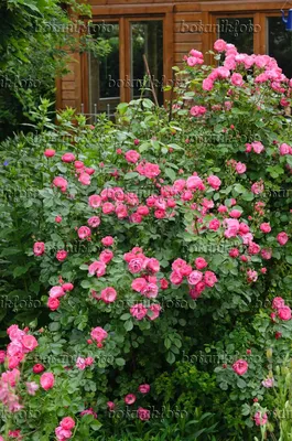 Photo of the bloom of Rose (Rosa 'Angela') posted by MuseumUA - Garden.org