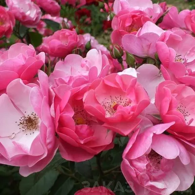 Роза Анжела / Angela - описание сорта - Энциклопедия - Всё о цветах для  Вашего сада