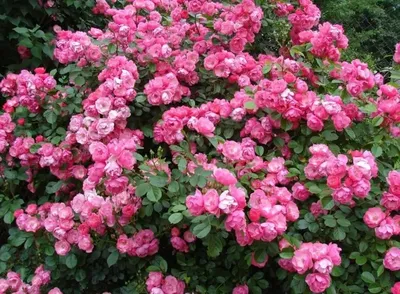 Image Rosier arbustif (Rosa Angela) - 545142 - Images de plantes et de  jardins - botanikfoto