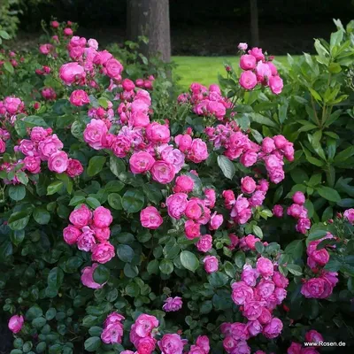 Роза Ангела на штамбе (Angela) – Растения 26