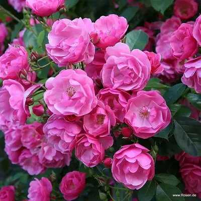Саженцы розы Ангела купить в Москве в питомнике, растения по цене от 500  руб.