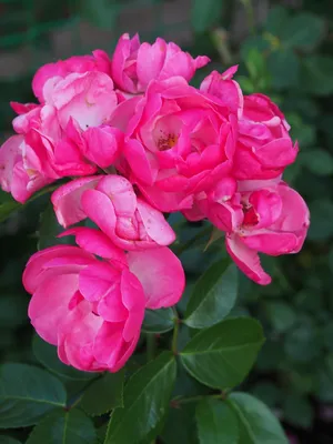 Роза \"Angela\" купить в питомнике растений с доставкой по Ижевску и  Удмуртии, саженцы, выращивание, посадка и уход