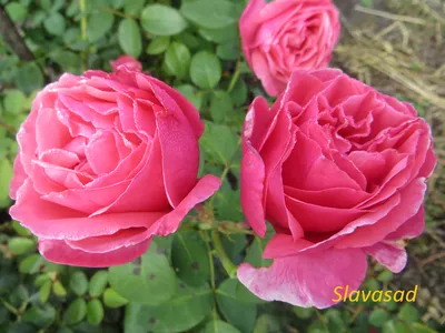 Продам розы, Антон Чехов, садовые цветы: 200 грн. - Сад / огород Кривой Рог  на Olx