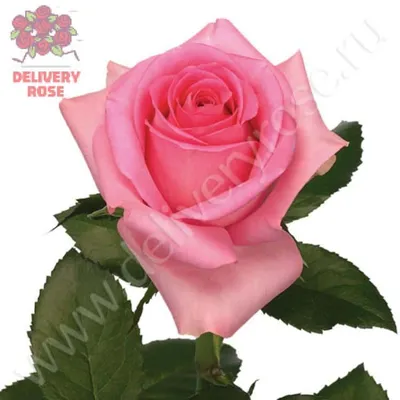 20 самых лучших розовых, малиновых, сиреневых чайно-гибридных роз для вашей  дачи - Рамблер/новости