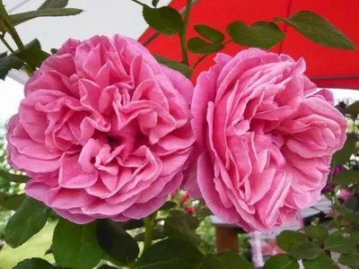 Букет \"Кустовая роза для любимой!\" - Чехов-Цветы.РФ