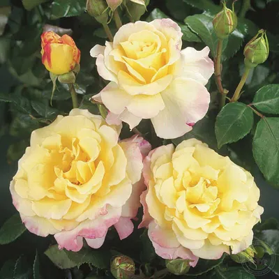 Line Renaud ® (Лин Рено) - Питомник декоративных растений \"Парковые Розы\"