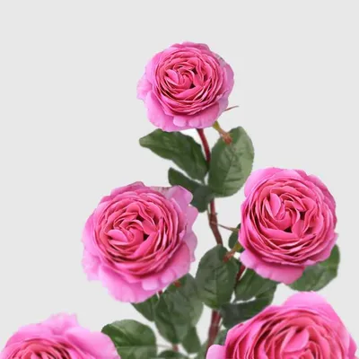 🌱 Роза Английская кустовая Falstaff по цене от 900 руб: саженцы,  крупномеры - купить в Москве с доставкой - интернет-магазин Все Сорта