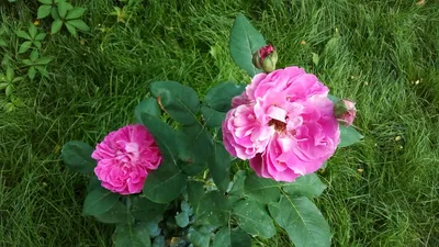 Французский шарм роз Мейян | Блог интернет-магазина Подворье