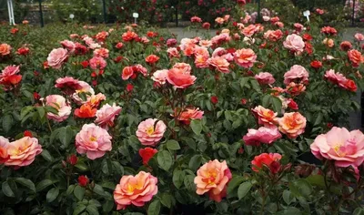 Rosa Aprikola, Floribunda rose Stock Photo - Alamy