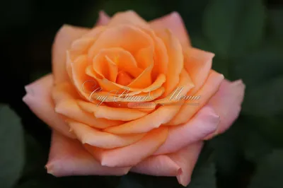 Rosa Aprikola, Floribunda rose Stock Photo - Alamy