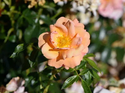 Pink 'Aprikola' (bed rose), often … – License image – 12196447 ❘ Image  Professionals