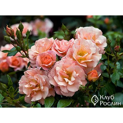 Floribunda Roses Aprikola in Garden Stock Image - Image of green, plant:  234321093