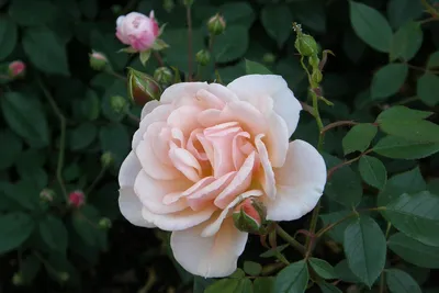 File:Rosa Aprikola 2021-09-09 1733.jpg - Wikimedia Commons