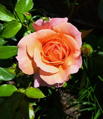 Rosa Aprikola, Floribunda rose Stock Photo - Alamy