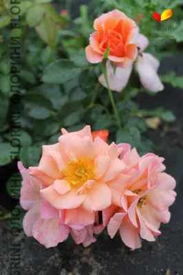 Rosa 'Aprikola'® - Floribunda rose, nostalgia – Floraria Secret Garden (SG)