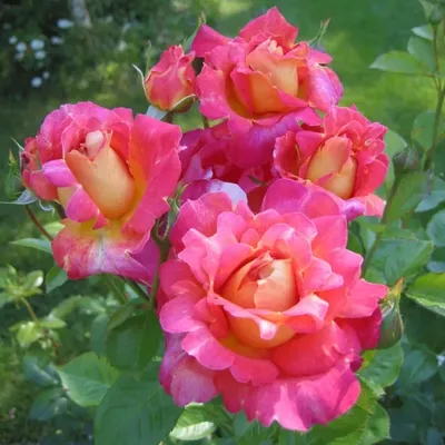Купить плетистые розы Арлекин декор(Decor Arlequin) с доставкой по России