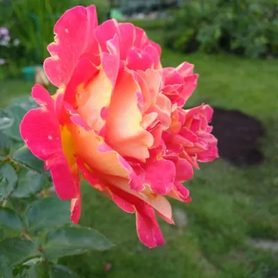 Роза Декор Арлекин в вашем саду | Lorarogoz | Дзен
