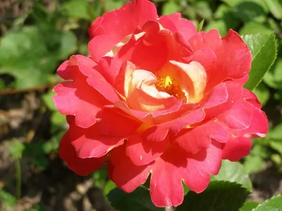 Роза плетистая Декор Арлекин (в тубе) купить недорого в интернет-магазине  товаров для сада Бауцентр