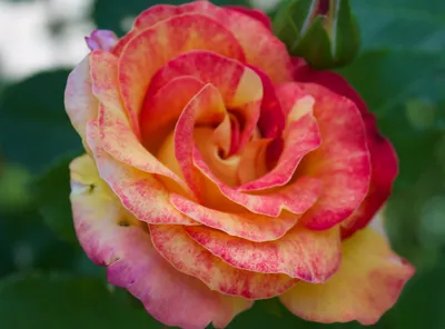 Плетистая роза Декор Арлекин от Meilland.Первая волна цветения в июне. -  YouTube