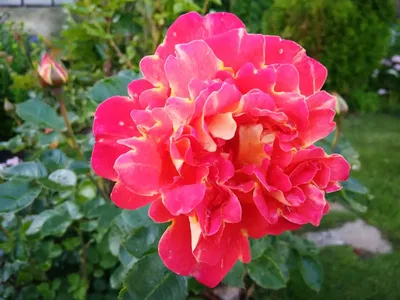 Роза Декор Арлекин (Decor Arlequin/Павлиний Глаз) Плетистая: саженцы роз,  более 400 сортов роз, розы в контейнере, питомник саженцев роз, розы от  производителя. доставка по всей Украине. качественные саженцы, рассада и  саженцы цветов