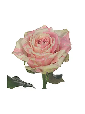 Роза плетистая Декор Арлекин – купить в питомнике Дирижер Сада