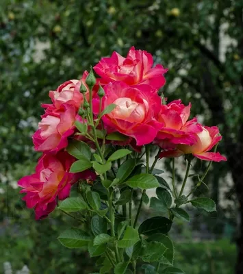 Роза первого ряда - \"Декор Арлекин\". Эффектное и длительное цветение,  быстрый рост и зимостойкость - YouTube