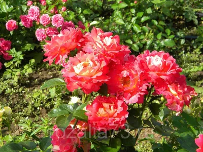 Роза плетистая Арлекин - фото и описание в каталоге